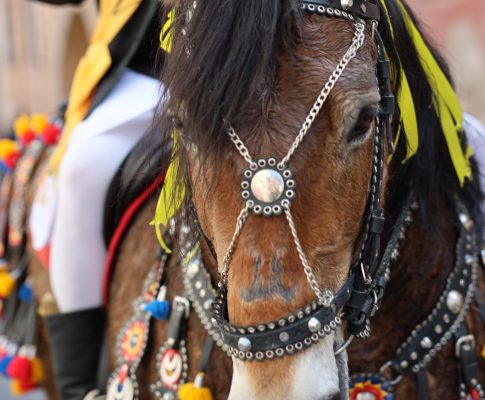 Junii Brașovului with Fancy Horses